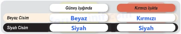 6. Sınıf Fen Bilimleri Ders Kitabı Sayfa 170 Cevapları 6. Sınıf Fen Bilimleri Ders Kitabı Sayfa 170 Cevapları