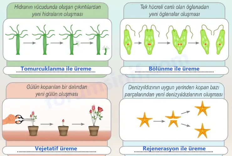 6. Sınıf Fen Bilimleri Ders Kitabı Sayfa 85 Cevapları