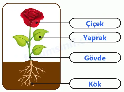 6. Sınıf Fen Bilimleri Ders Kitabı Sayfa 87 Cevapları - 2