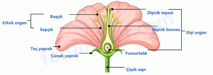 6. Sınıf Fen Bilimleri Ders Kitabı Sayfa 88 Cevapları