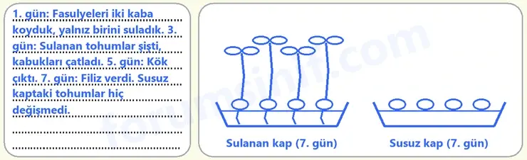 6. Sınıf Fen Bilimleri Ders Kitabı Sayfa 95 Cevapları