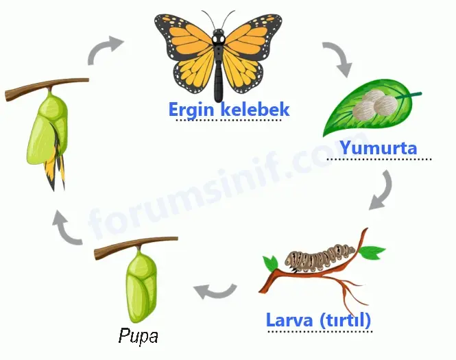 6. Sınıf Fen Bilimleri Ders Kitabı Sayfa 98 Cevapları 6. Sınıf Fen Bilimleri Ders Kitabı Sayfa 98 Cevapları