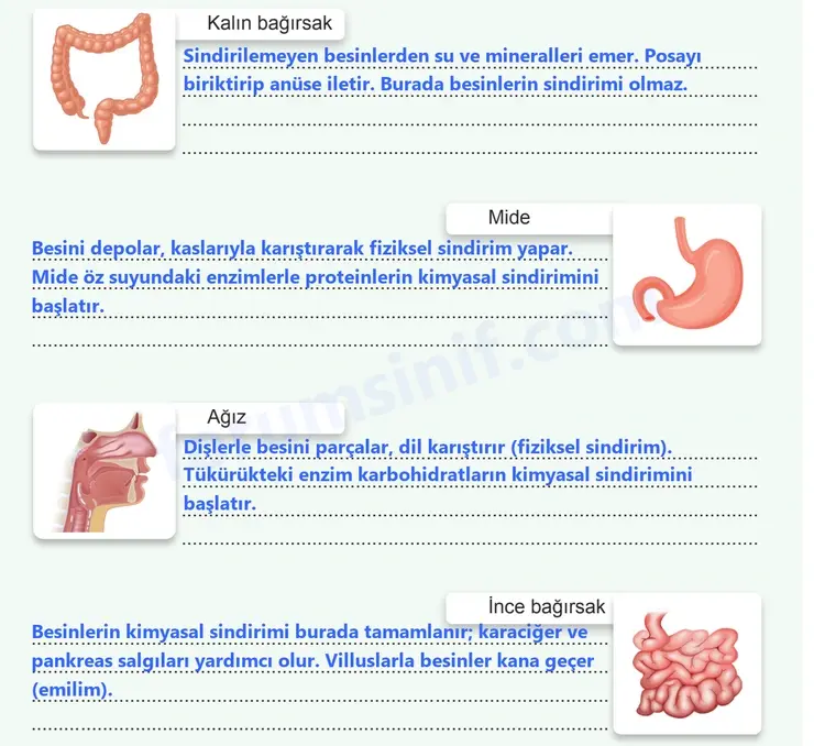 7. Sınıf Fen Bilimleri Ders Kitabı Sayfa 93 Cevapları