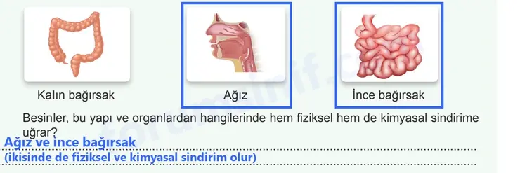 7. Sınıf Fen Bilimleri Ders Kitabı Sayfa 93 Cevapları - 2